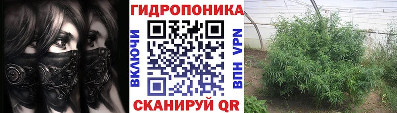 Бошки марихуана Amnesia Цивильск